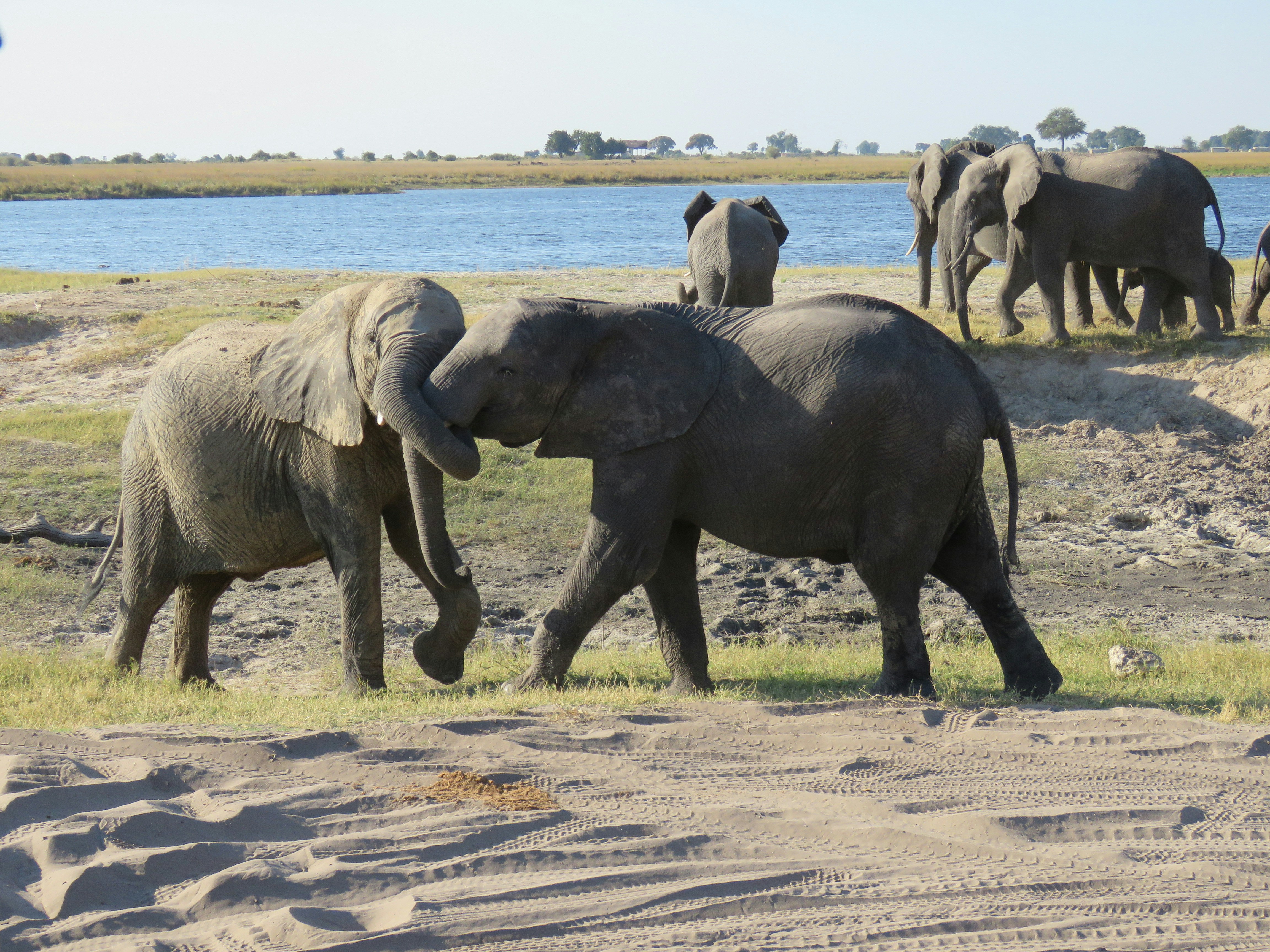 Discover Victoria Falls and Chobe Safari in 7 Days